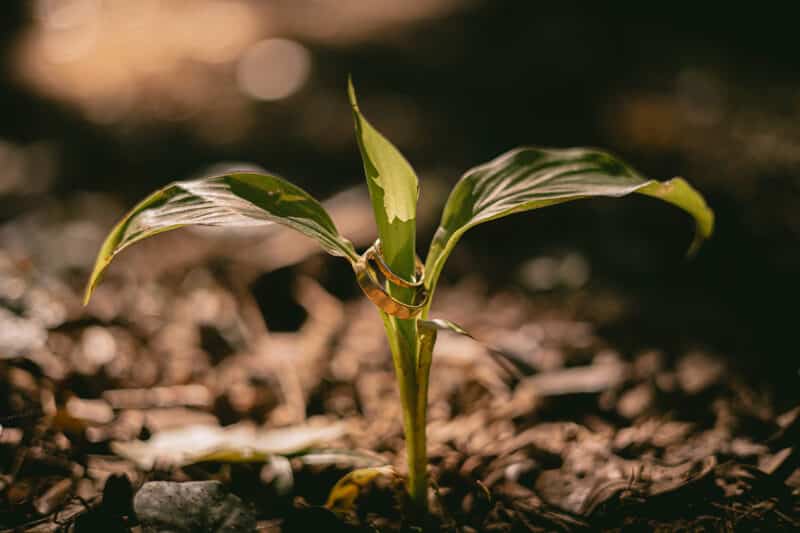 wedding rings with meaning brussels